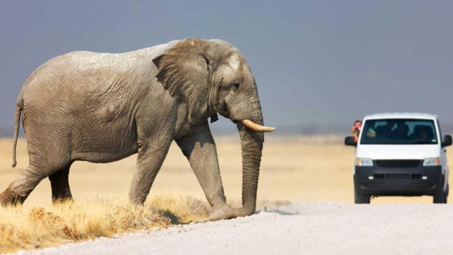etosha-national-park-in-namibia