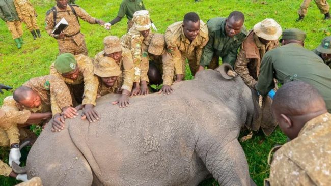 uganda-rhino-translocation-cred-uwa-2-1