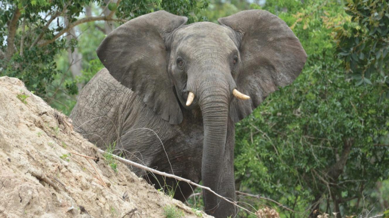 elephant-source-maputo-national-park
