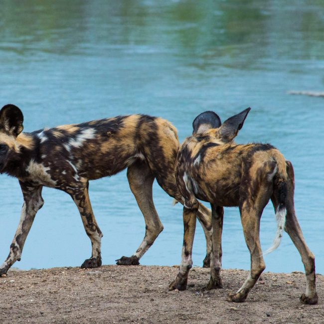 Wild_dogs_in_Majete_Wildife_Reserve