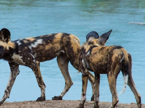 Wild Dogs Spotted in Malawi’s Kasungu National Park for First Time in a Decade
