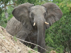 Mozambique’s Elephant Population Doubles
