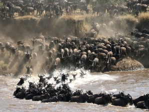 Probe Launched After Serengeti Vehicle Plunge