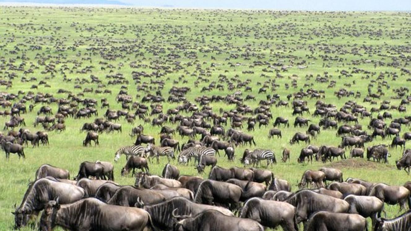 Mara Migration Season Off to Solid Start